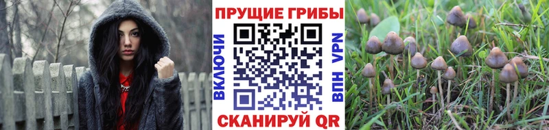 Галлюциногенные грибы прущие грибы  Полтавская 